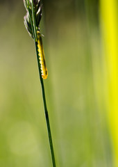 Long yellow green caterpillar walks down the grass