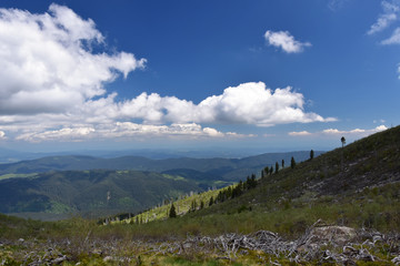 Fototapeta premium Reviving nature. Fir trees’ skeletons left after a big forest fire many years ago in Rila Mountain, Bulgaria. Now new green trees appear at the site of the burnt forest