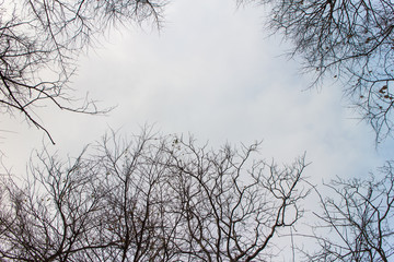 background view for sky and tree