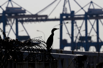 Contre jour oiseau Marin dans un port a conteneurs
