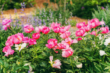 Beautiful pink peonies  and lavender in the garden