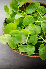 Fresh raw mint leaves on gray background.