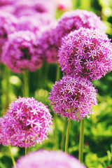 Obraz premium Purple giant Allium Flowers plant in the garden