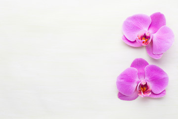 Pink beautiful orchid on colored background.