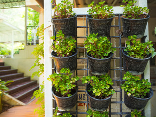 Plants grown in pots decorated on the wall