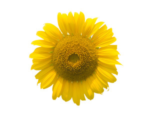 Sunflower flowers blossom