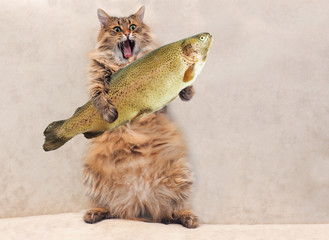 Obraz premium Duży kudłaty kot jest bardzo zabawny, gotuj 6
