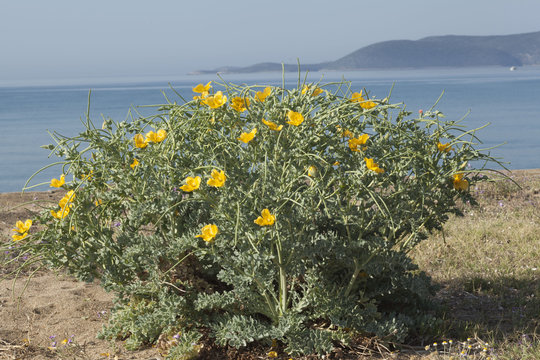 Gelber Hornmohn mit Meerblick