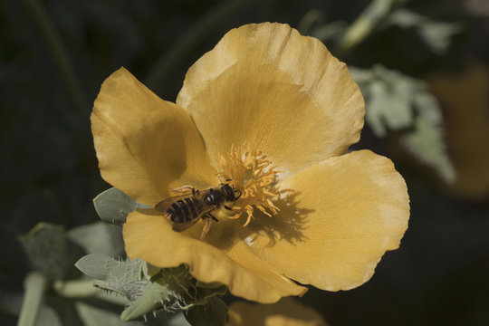 Gelber Hornmohn mit Biene