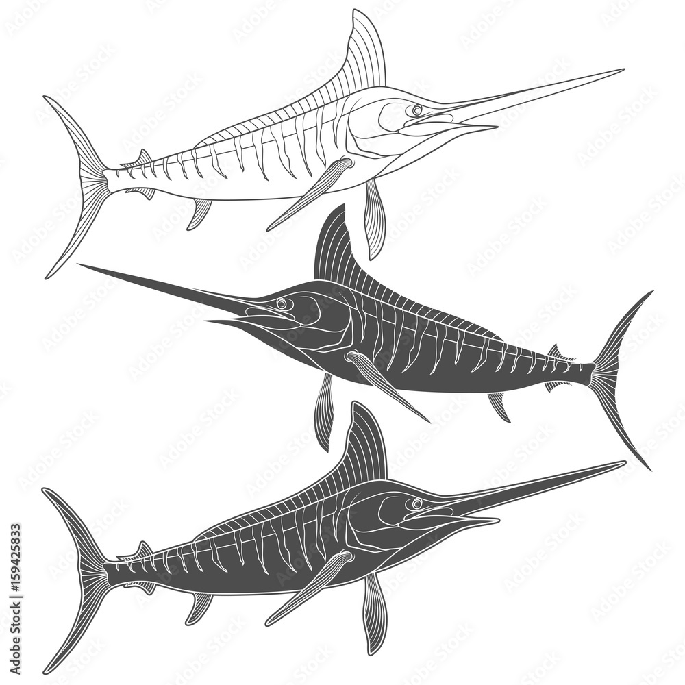 Poster set of black and white images with marlin fish. isolated vector objects on white background.