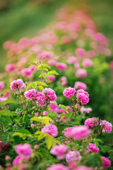 Pink bush of beautiful roses on bright summer day