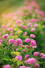 Pink bush of beautiful roses on bright summer day