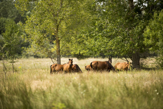 Landscape photo of wild horses in Letea Forest