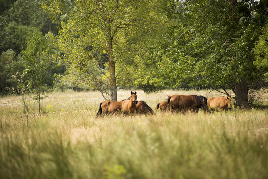 Landscape photo of wild horses in Letea Forest