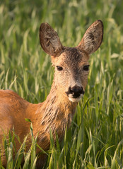 Roe deer (Capreolus capreolus)