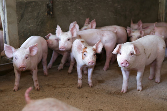 group of piglet