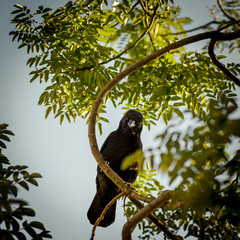 Corbeau sur un arbre, perché