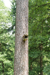 Fototapeta premium Vogelhaus