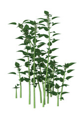 3D Rendering Urtica Dioica or Nettle on White