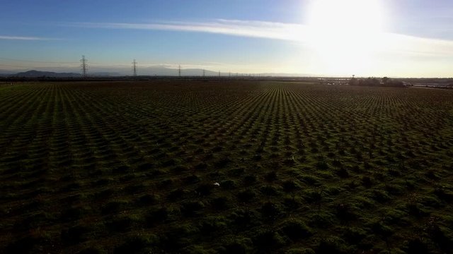 The landscape of borderless fields from the bird's-eye