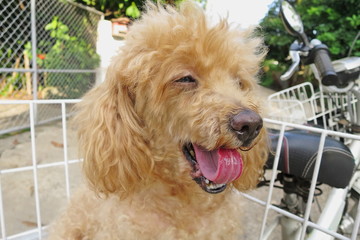 A brown poodle dog smiles and showing the tongue in basket of bicycle. Selective focus.