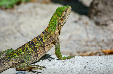 Rear view of green lizard