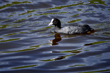 Beautiful photo of amazing coot in the lake, Poland, Europe