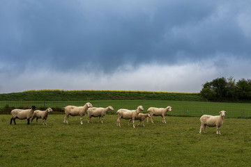 Fototapeta na wymiar Schafsherde auf Wiese vor blauem Himmel