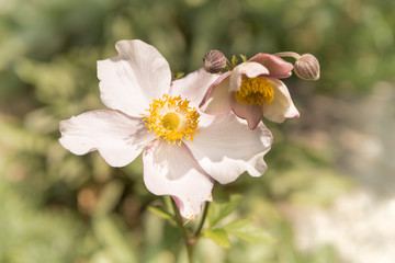 Herbstanemone - Anemone hupehensis