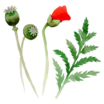 Wildflower poppy flower leaf in a watercolor style isolated.