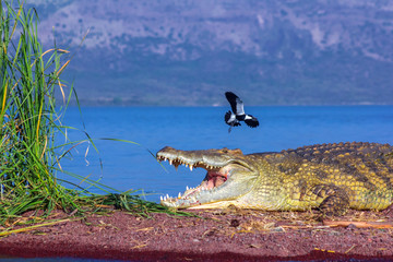 Krokodil