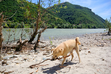 Urlaub mit Hund in der Wachau an der Donau