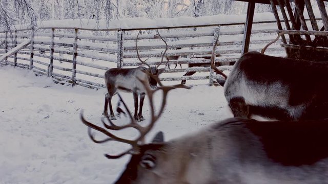 Reindeers in a winter landscape