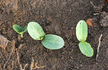 Young pumpkin sprouts in the planting.