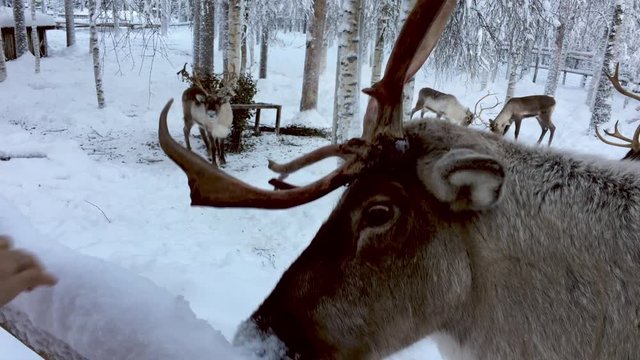 Touching a reindeerr in a winter landscape