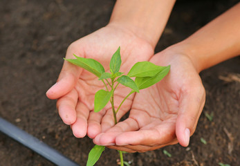 Young chili tree in woman hands.