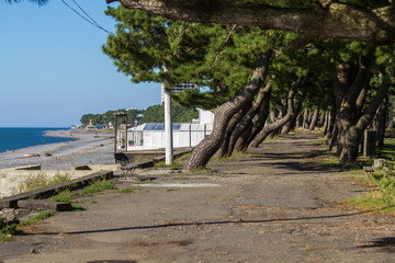 Inclined pines near the sea in the village of Kobuleti, not far from Batumi.