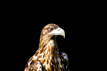 Noble eagle, photo on a black background