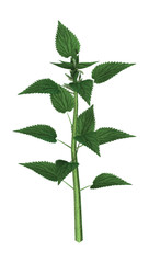 3D Rendering Urtica Dioica or Nettle on White