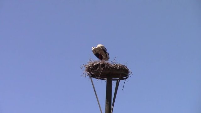 Storchenpaar beim br&uuml;ten im Nest