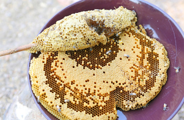 Close up view of the working bees on honey cells, Honeycomb with bees and honey.