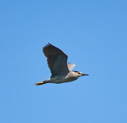 Fototapeta na wymiar Night heron in flight