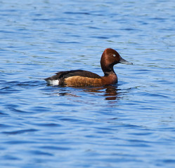 Golden eye duck swimming