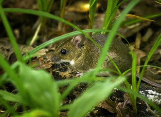 Naklejka na ściany i meble Wood mouse hiding in the forest