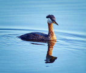 Great crested grebe on a lake