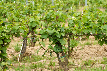 Fototapeta na wymiar Unripe vineyard in early summer