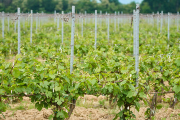 Fototapeta na wymiar Unripe vineyard in early summer