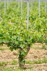 Unripe vineyard in early summer