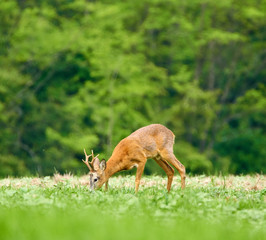 Roebuck in the forest
