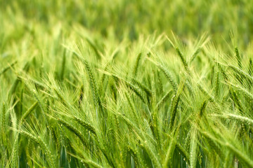 Green wheat ears